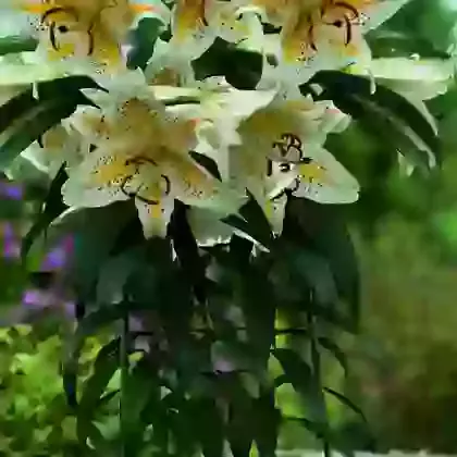 Oriental Lilies for Pots